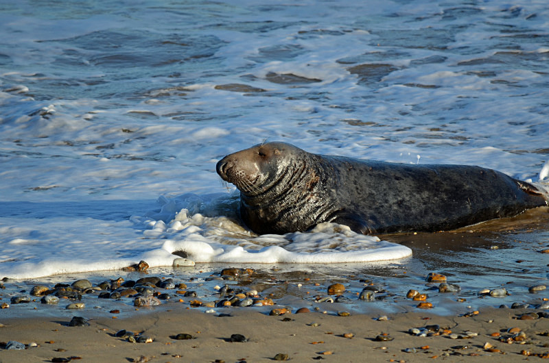 Atlantic Grey Seal - Atlantic Grey Seals