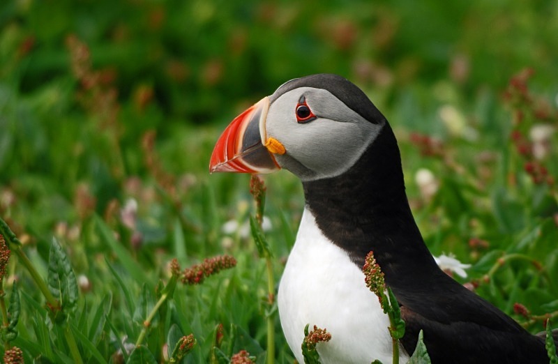 Puffin - Puffins