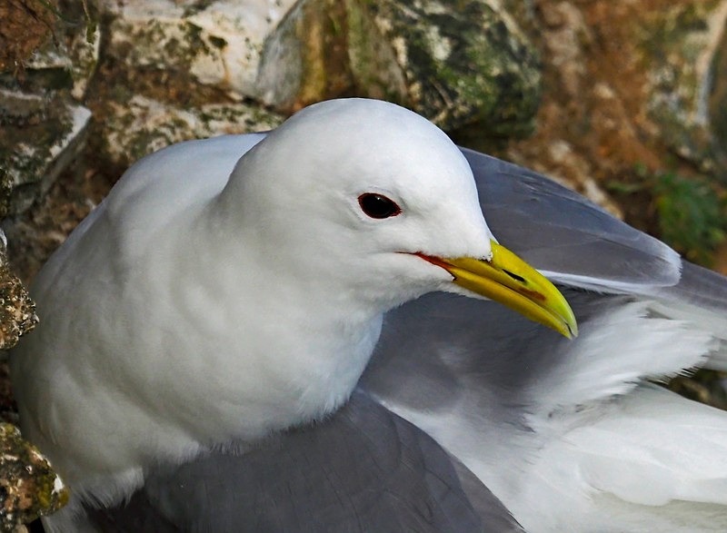 Kittiwake - Gulls