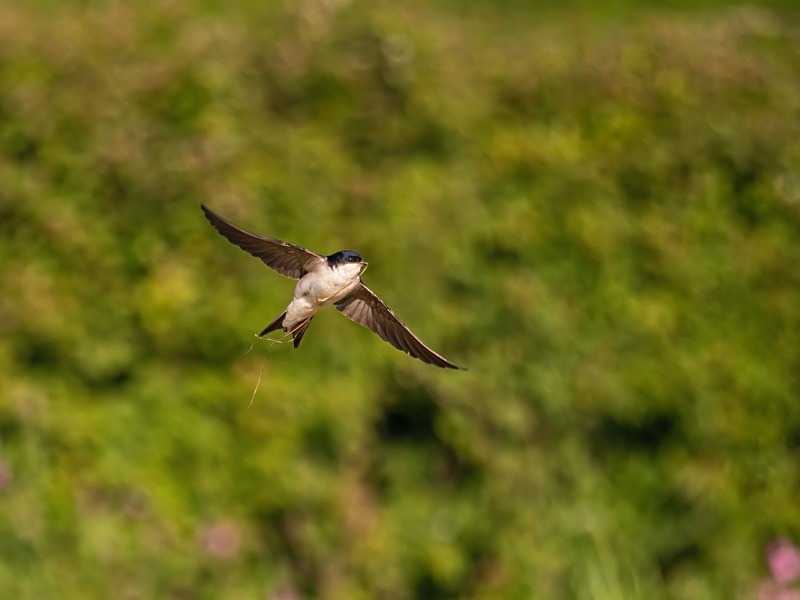 House Martin - Hirundines