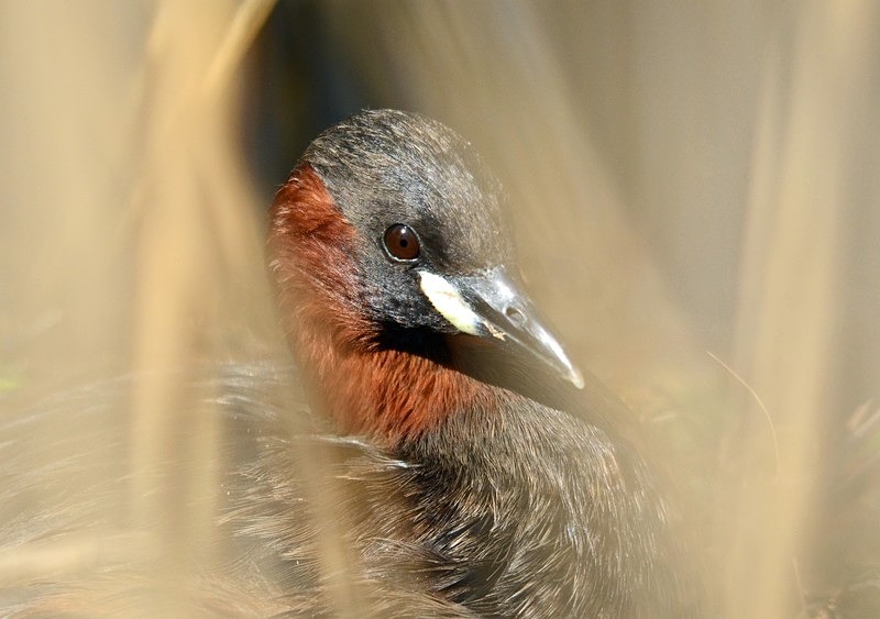 Little Grebe - Grebes
