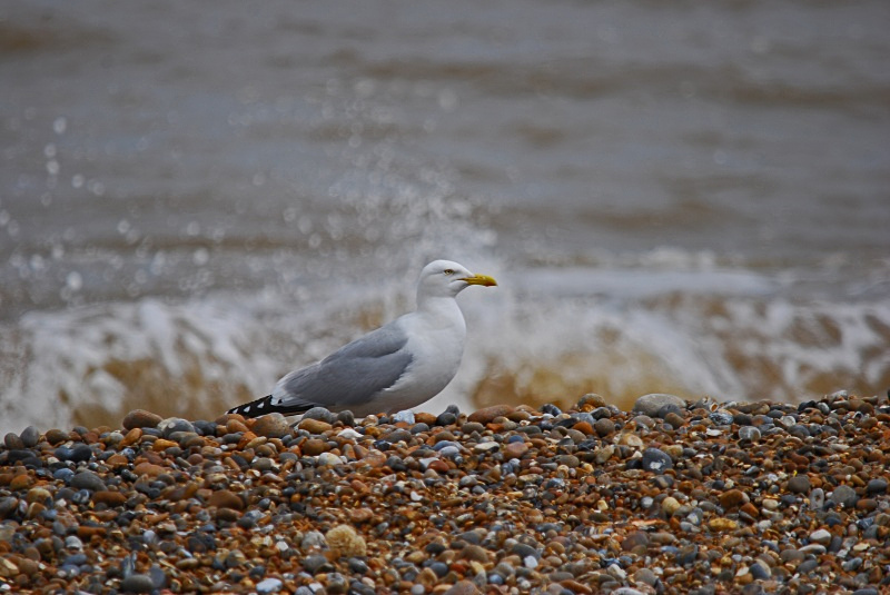 Herring Gull - Gulls