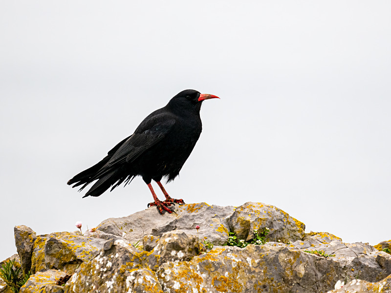 Chough - Latest photos