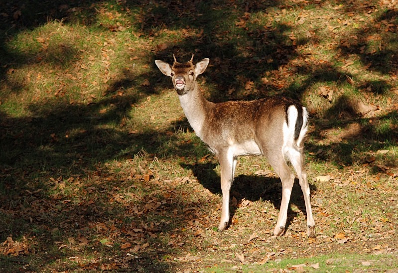 Fallow Deer - Fallow Deer