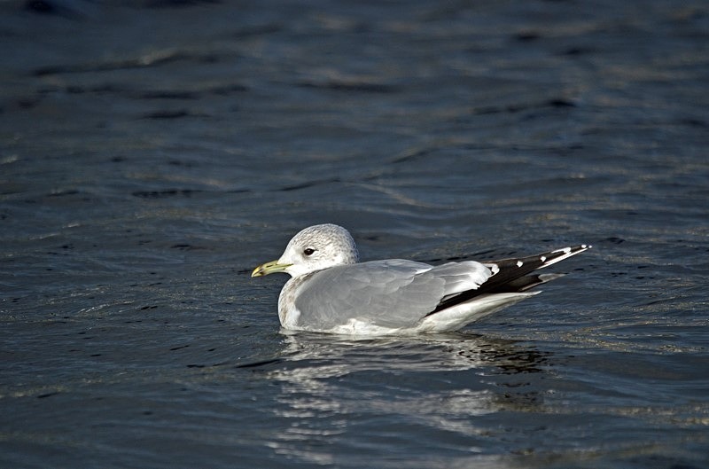 Common Gull - Ireland - January and February 2020