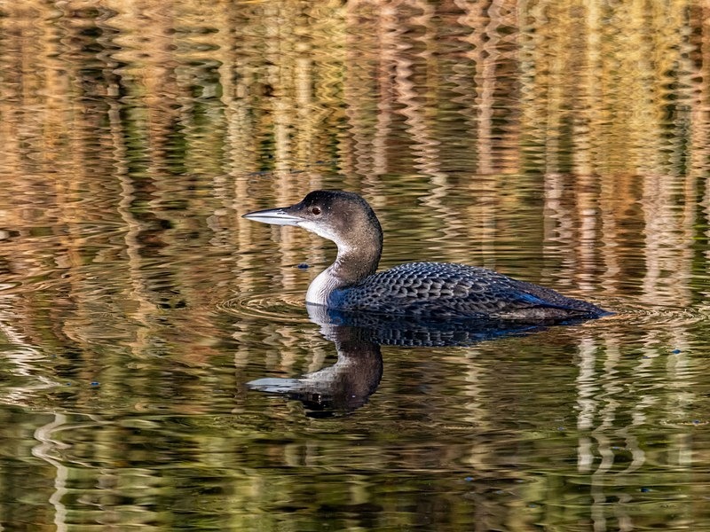 Great Northern Diver - Latest photos