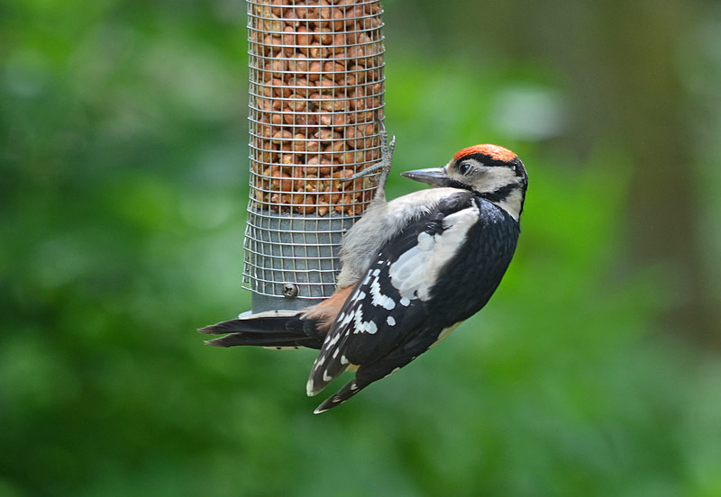 Great Spotted Woodpecker juvenile - Woodpeckers
