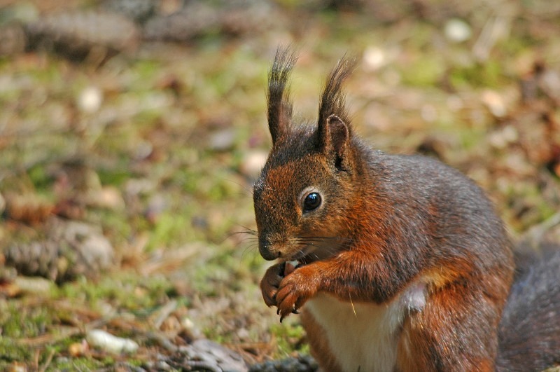 Red Squirrel