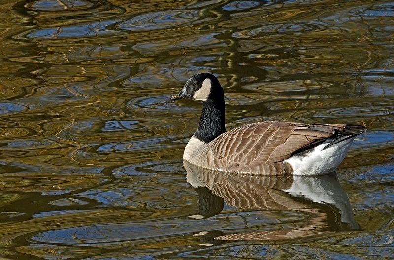 Canada Goose - Black geese