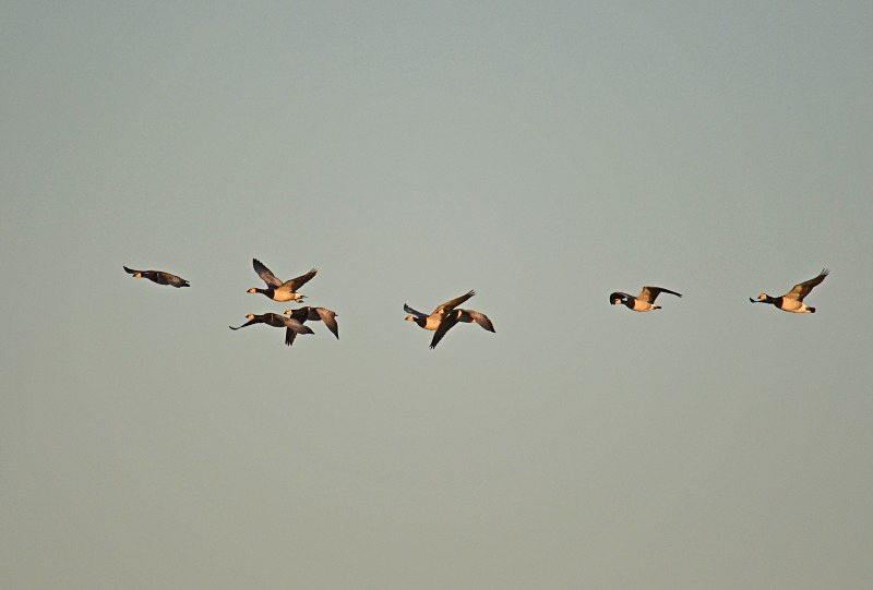 Barnacle Geese - Black geese