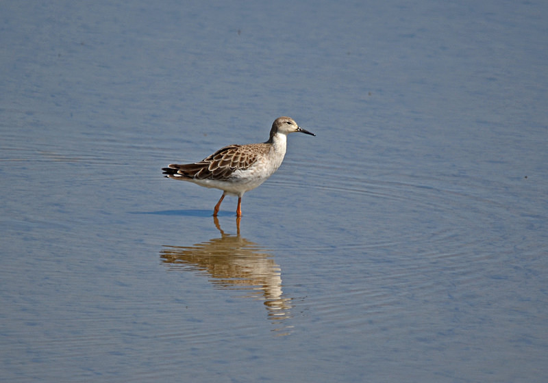 Ruff - Sandpipers