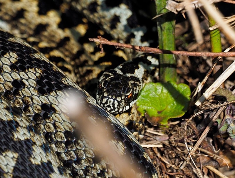 Adder - Snakes