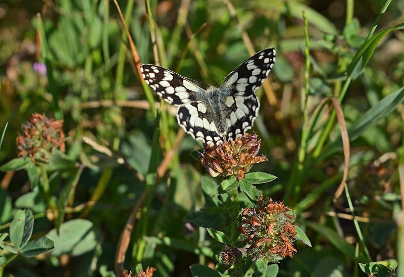 Marbled White - Butterflies