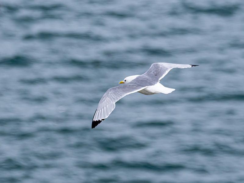 Kittiwake - Latest photos