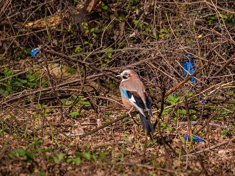 Jay - Crows