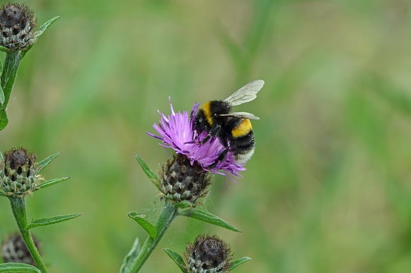 White-tailed Bumblebee - Insects, beetles, spiders, etc.