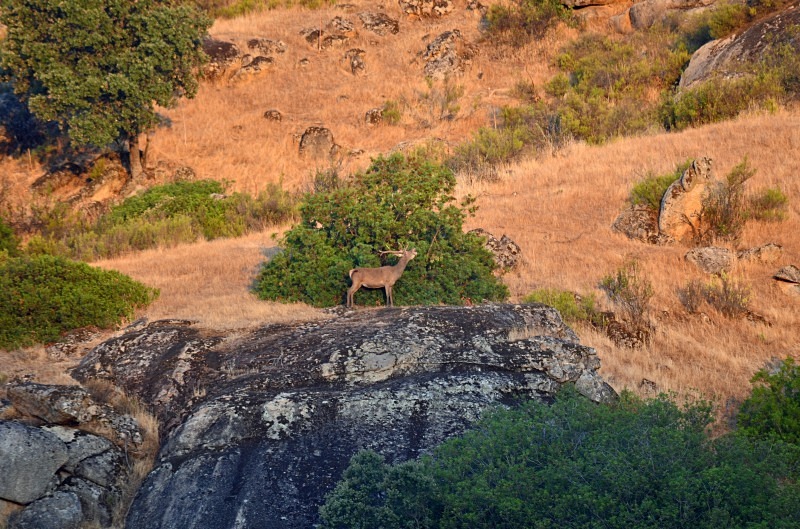 Red Deer - South Spain - September 2013