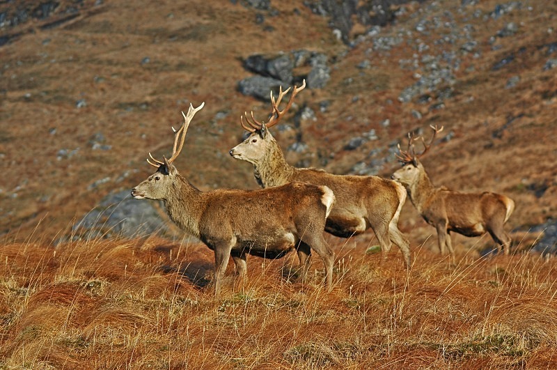 Red Deer - Red Deer