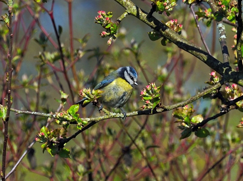 Blue Tit - Tits