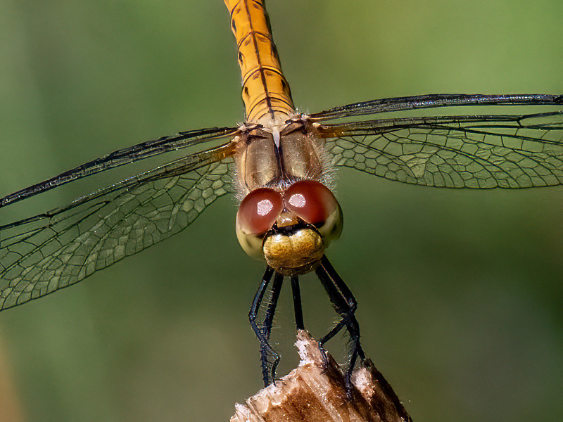 Ruddy Darter - Latest photos