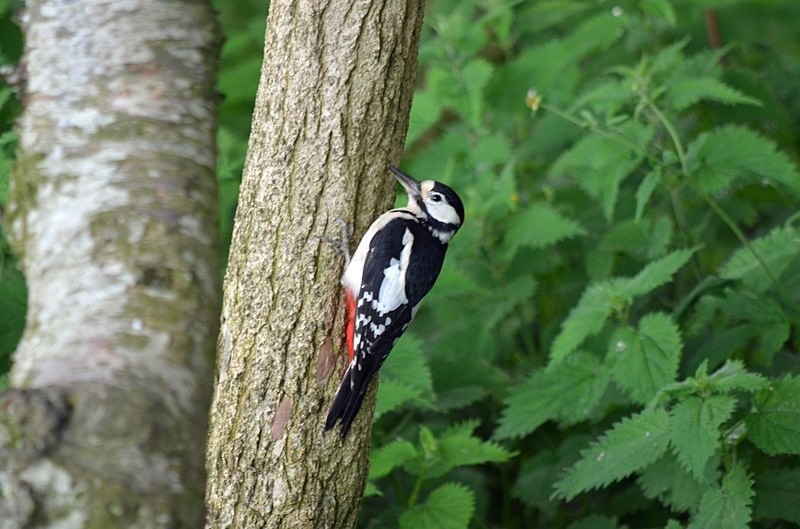 Great Spotted Woodpecker - Woodpeckers