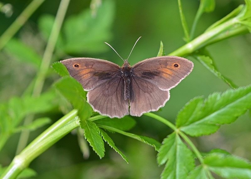Meadow Brown - Butterflies