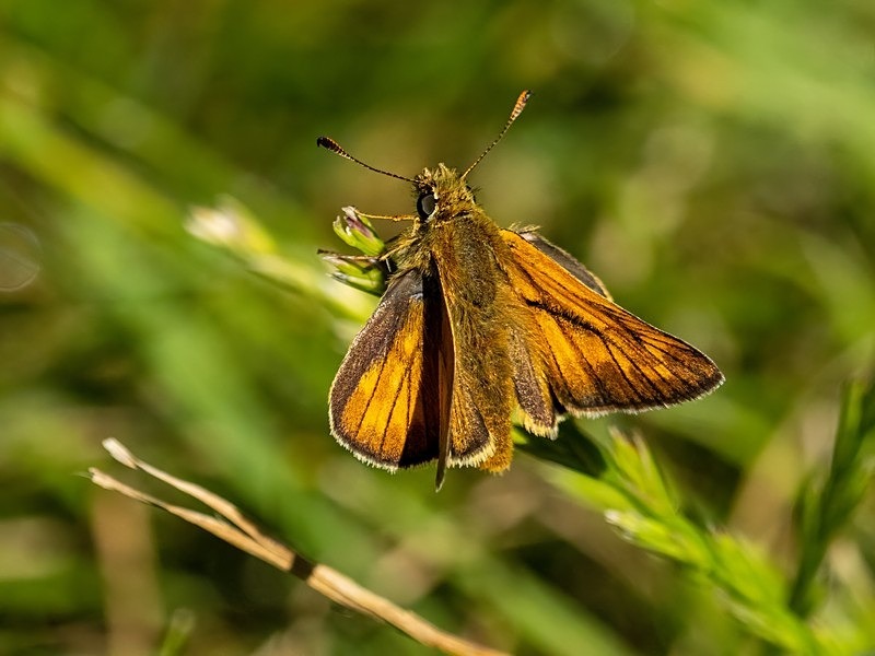 Large Skipper - Butterflies