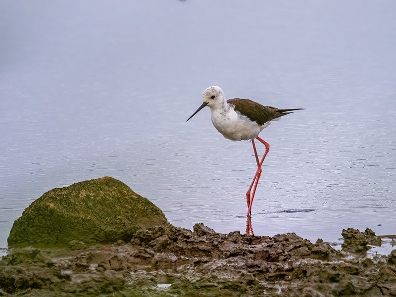 Black-winged Stilt - Avocets and stilts