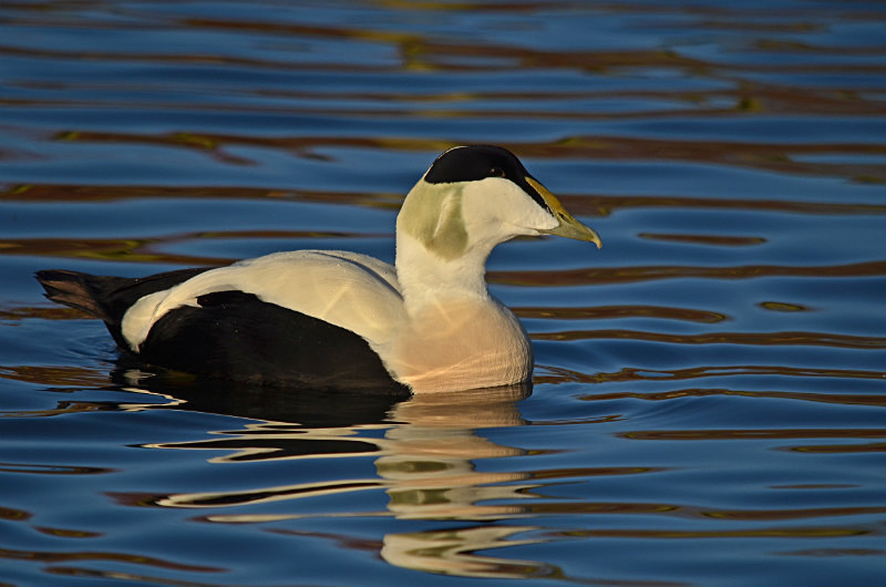Eider - Diving ducks
