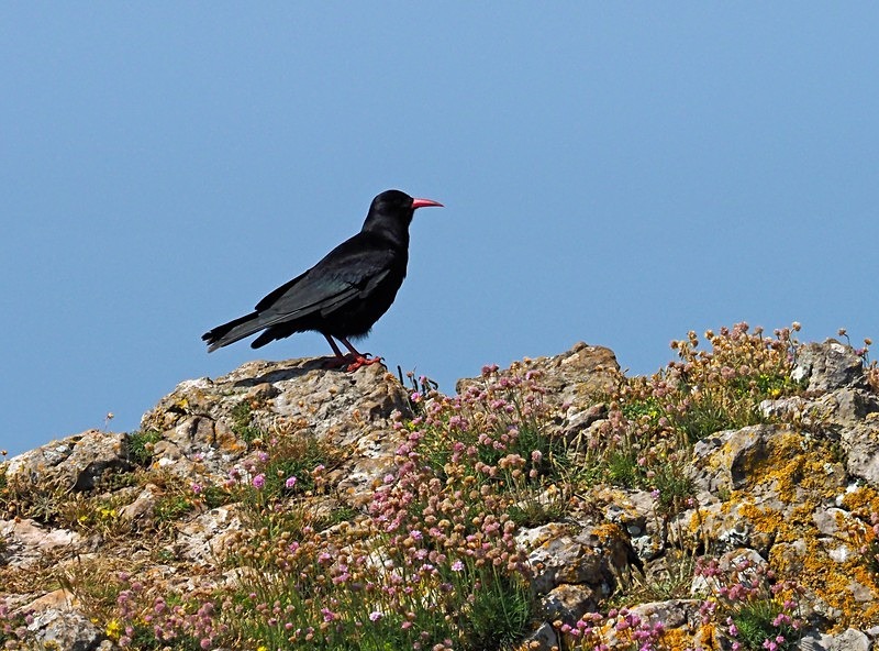 Chough - Crows