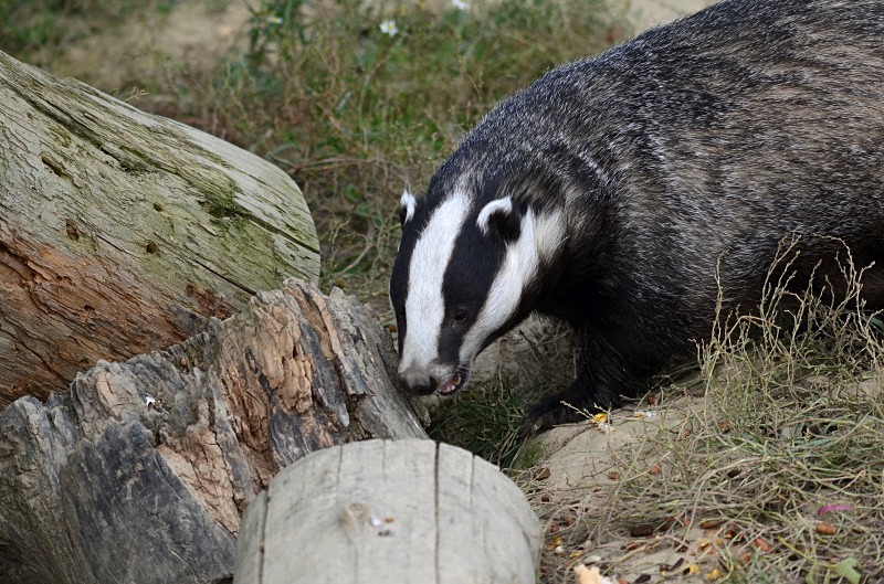 Badger - Badger