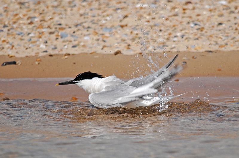 Sandwich Tern - Terns