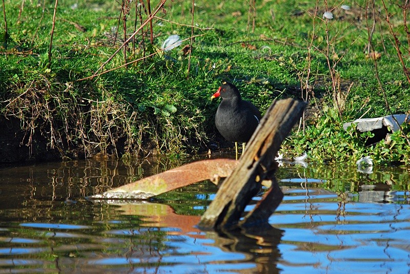 Moorhen - Crakes and rails