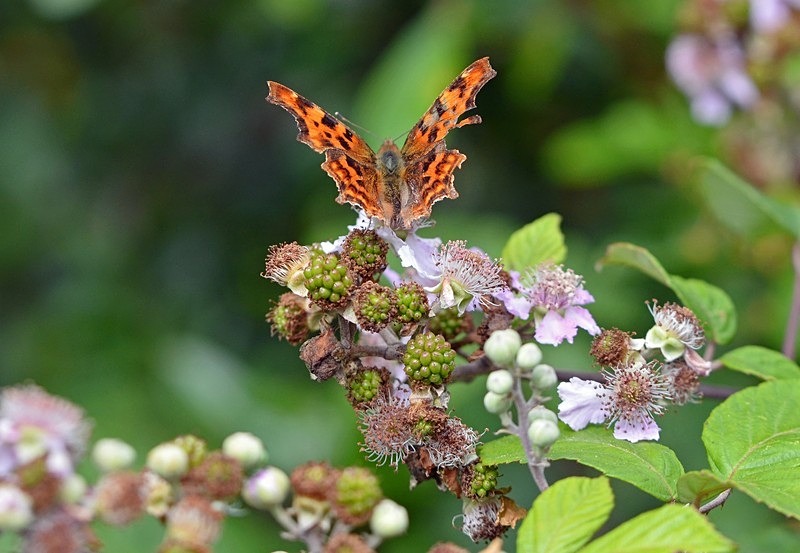 Comma - Butterflies