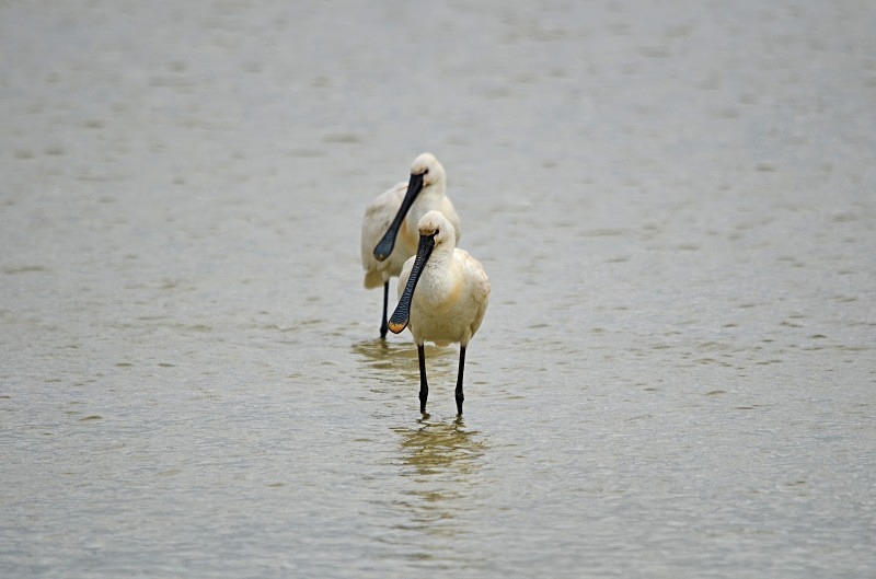 Spoonbills - South and west Spain - April and May 2012