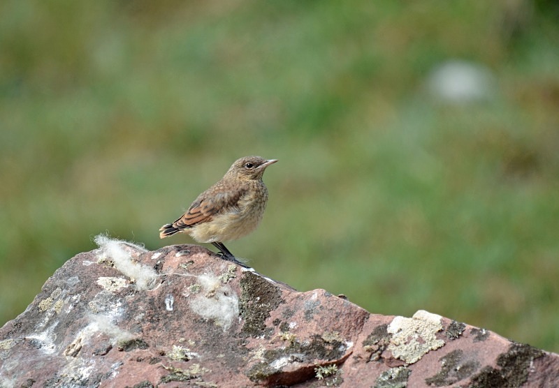 Northern Wheatear fledgling - Chats