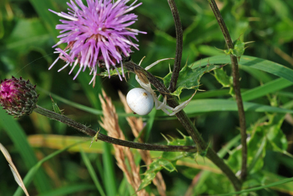 Crab Spider - Insects, beetles, spiders, etc.
