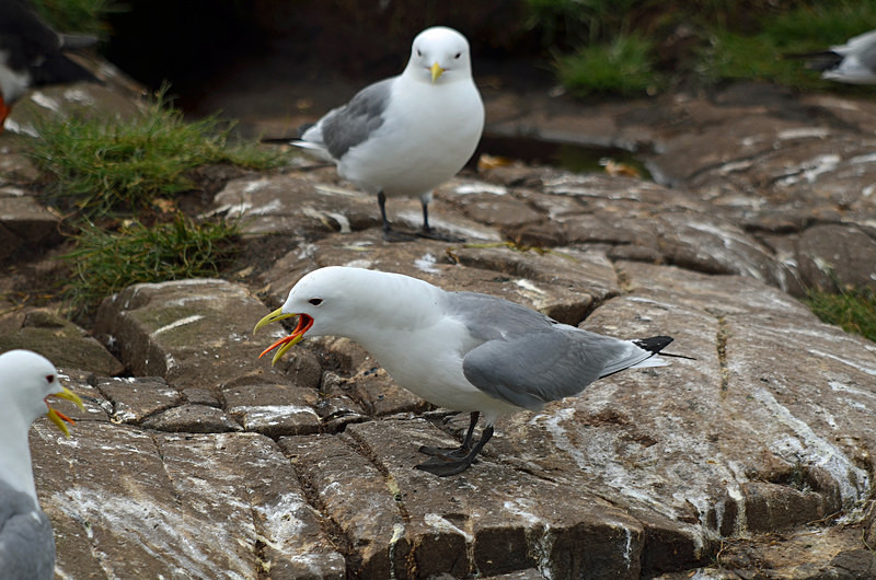 Kittiwakes - Gulls