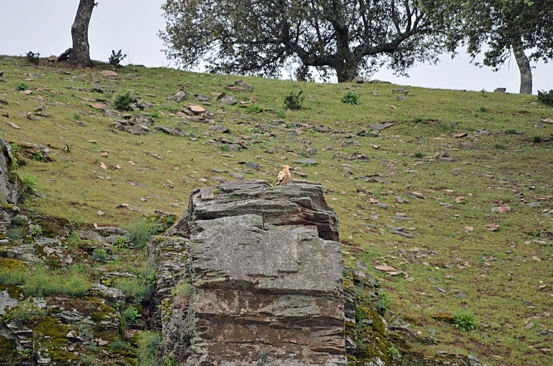 Egyptian Vulture - South and west Spain - April and May 2012