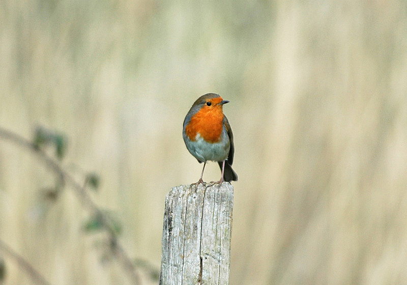 Robin - Robins