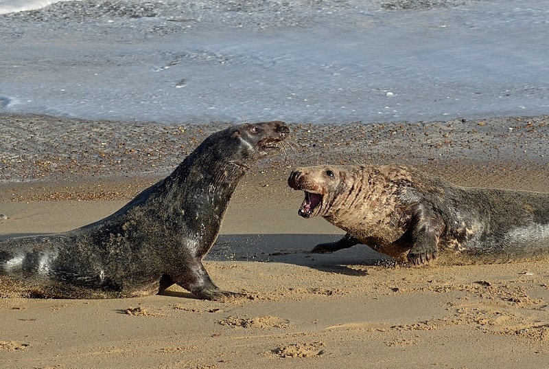 Atlantic Grey Seals - Atlantic Grey Seals