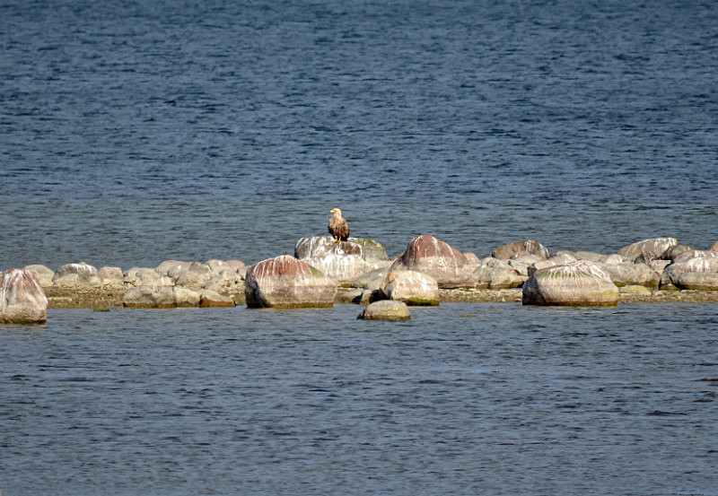 White-tailed Eagle - Estonia