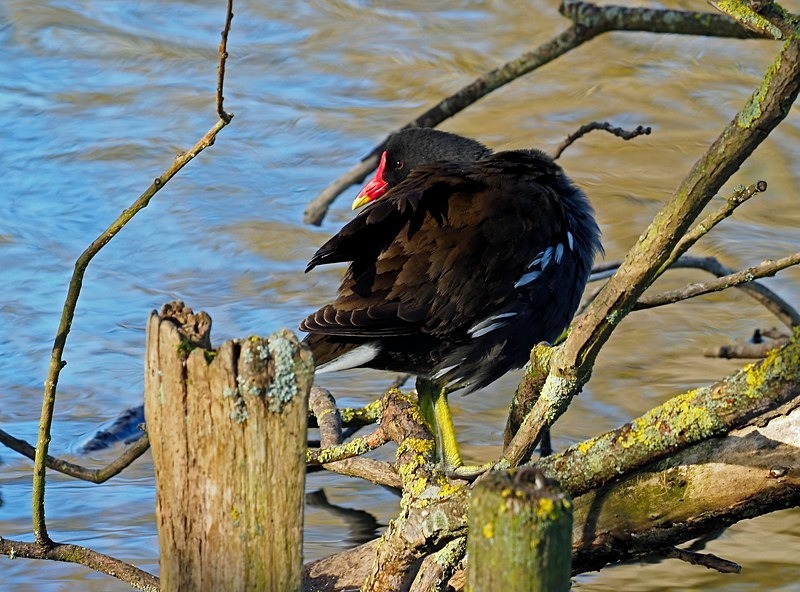 Moorhen - Crakes and rails