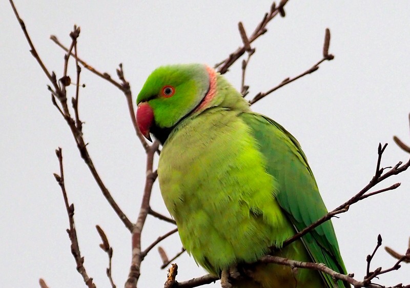 Ring-necked Parakeet - Parakeets