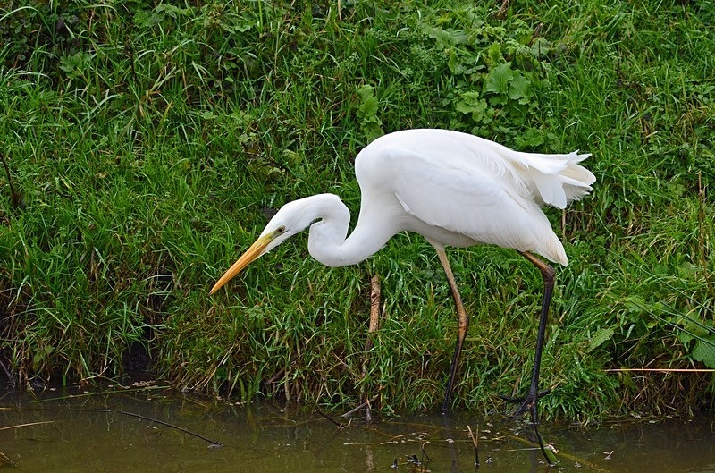Great White Egret - Netherlands - December 2019