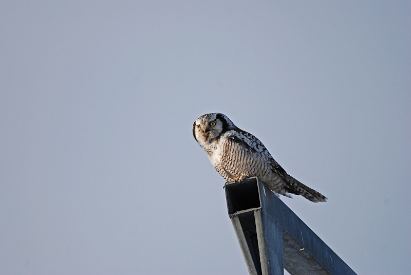 Northern Hawk Owl - Finland