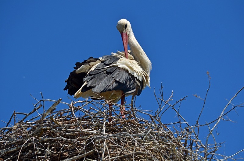 White Stork - North east Poland - May 2013