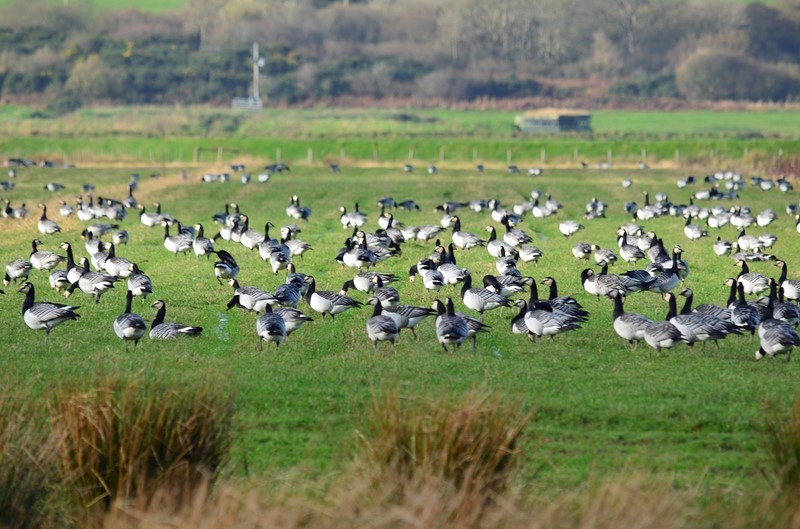 Barnacle Geese - Black geese