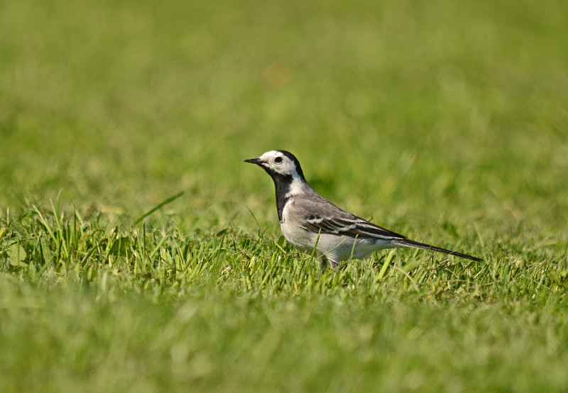 White Wagtail - Estonia