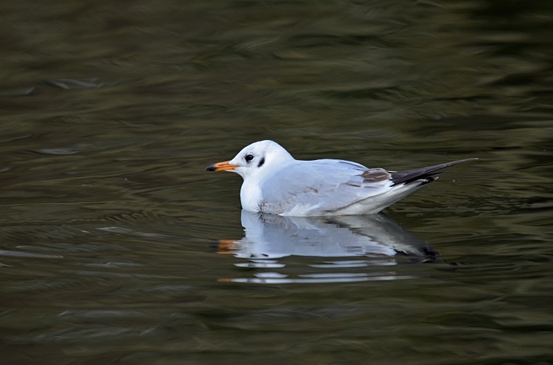 Black-headed Gull - Gulls